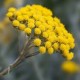 Helichrysum 蜡菊/永生 精油