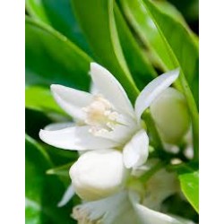 Neroli 苦橙 精油