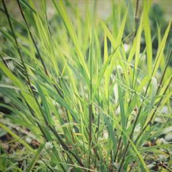 Vertiver 香根草 精油