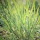 Vertiver 香根草 精油