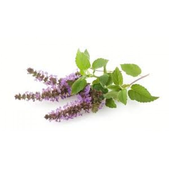 Patchouli 鼠尾草/耆草 精油