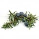 Juniper Berry Oil 杜松精油