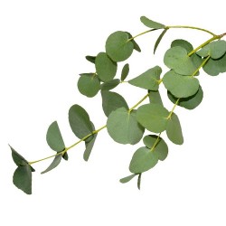 尤加利 精油