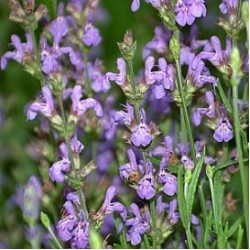 Spanish Sage 西班牙鼠尾草 精油