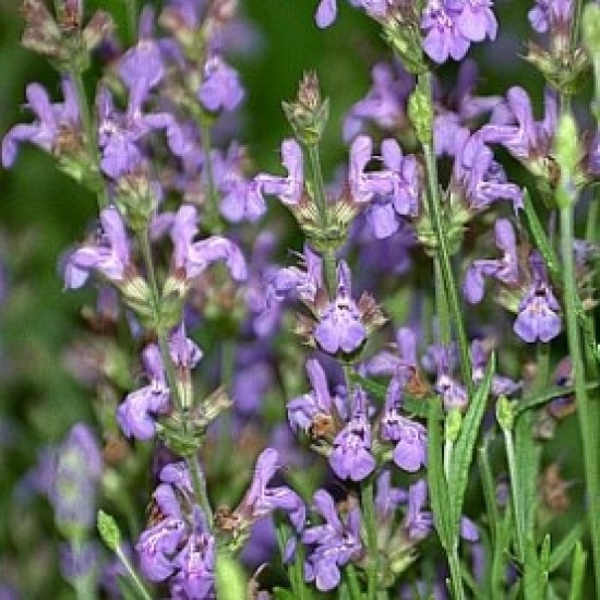 Spanish Sage 西班牙鼠尾草 精油