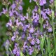 Spanish Sage 西班牙鼠尾草 精油