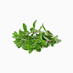 Marjoram Sweet 甜马郁兰 精油
