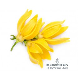 Ylang Ylang 依兰依兰 精油