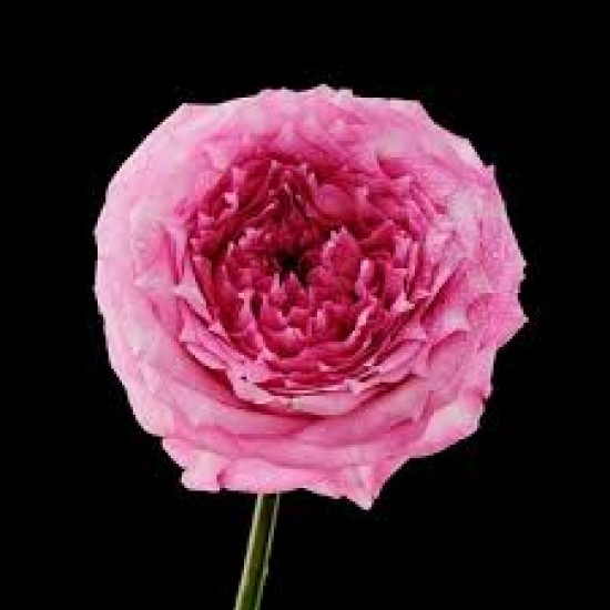 Rose Ambergris 玫瑰龙涎香 精油