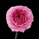 Rose Ambergris 玫瑰龙涎香 精油