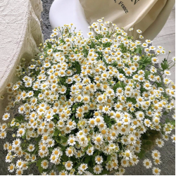小雏菊香精